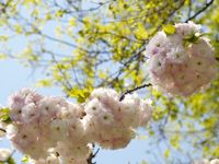 Eightfold Cherry Blossoms